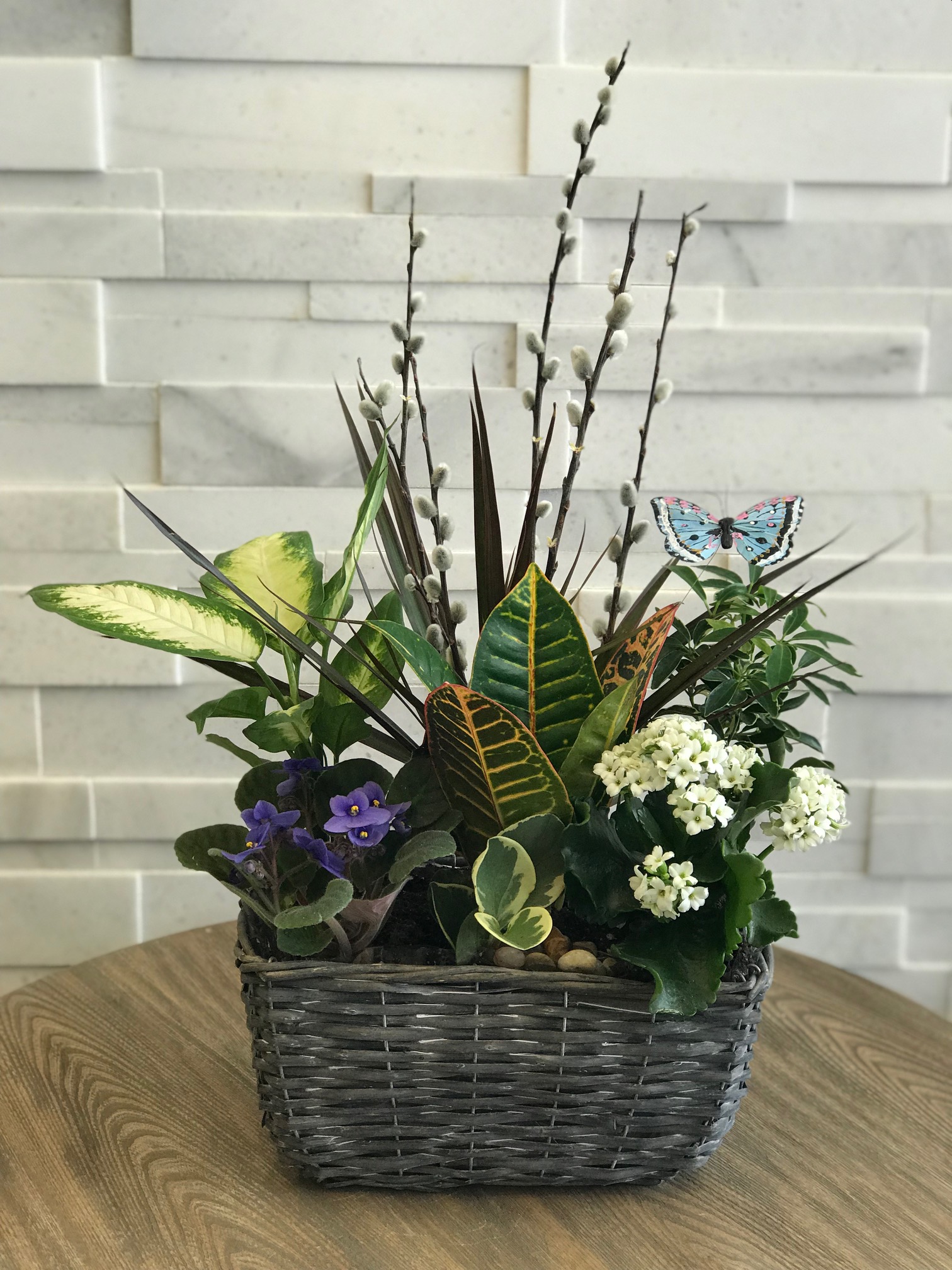 Grey Basket Plant