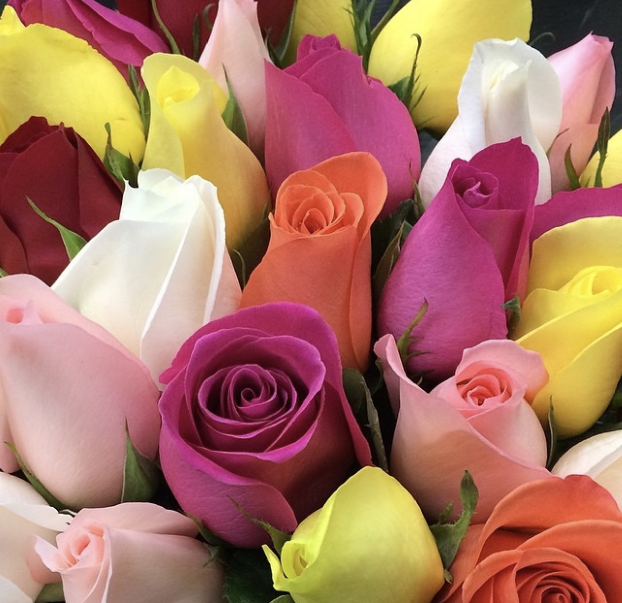 Roses