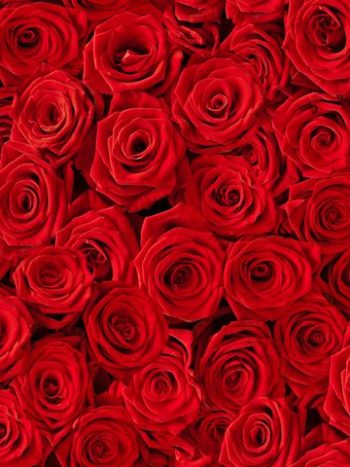 Red Roses
