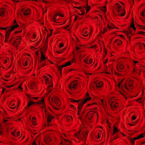 Red Roses