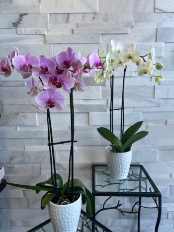 Phalaenopsis Orchid Pot